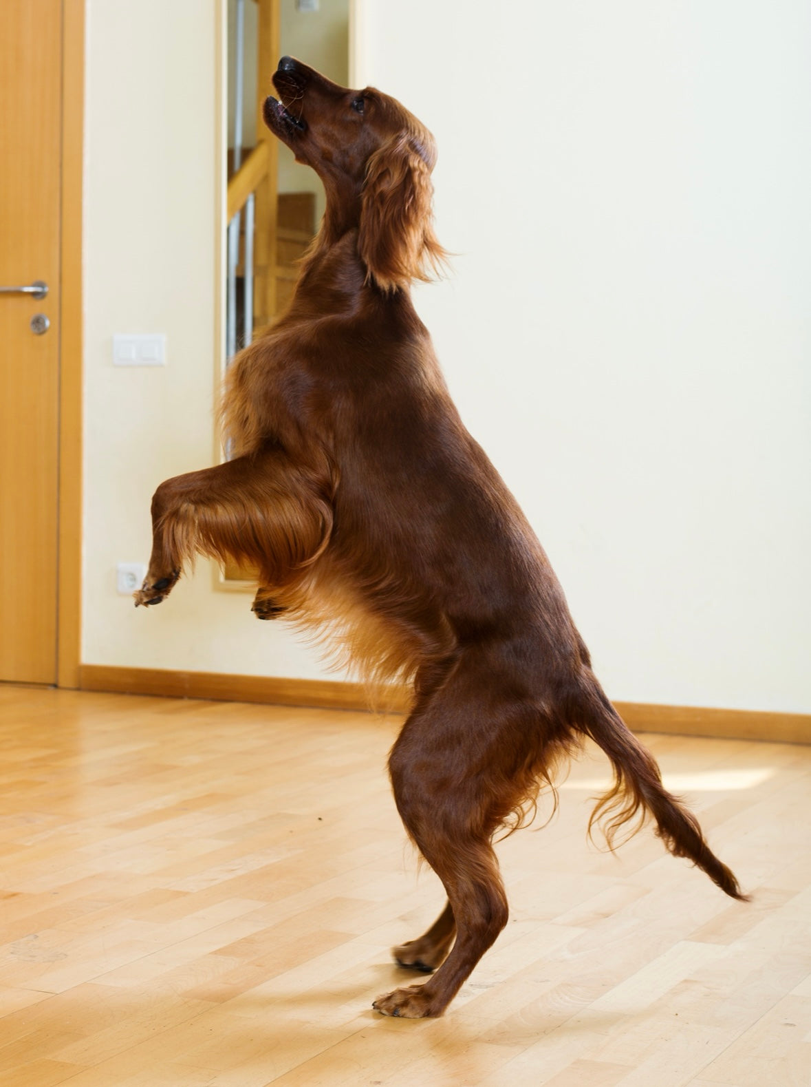 When Is Limping or Lethargy an Emergency