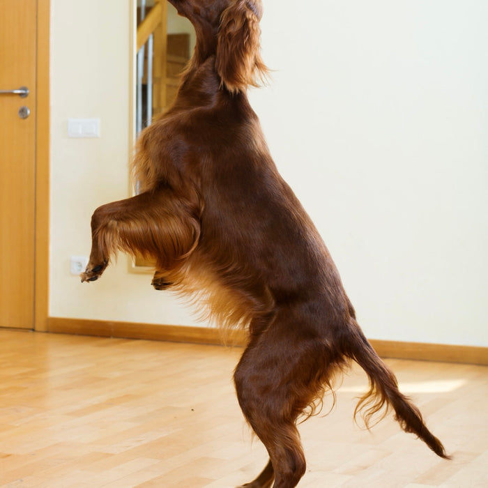 When Is Limping or Lethargy an Emergency