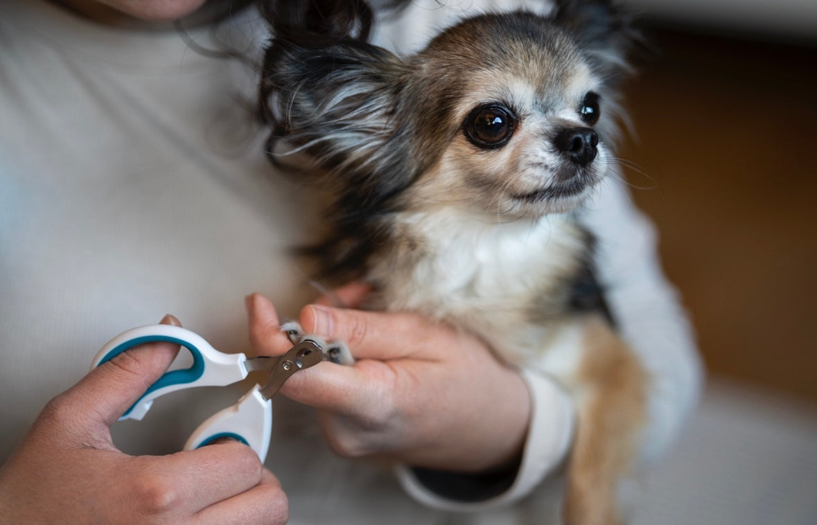 Nail Trimming at Home Without Stress or Injury
