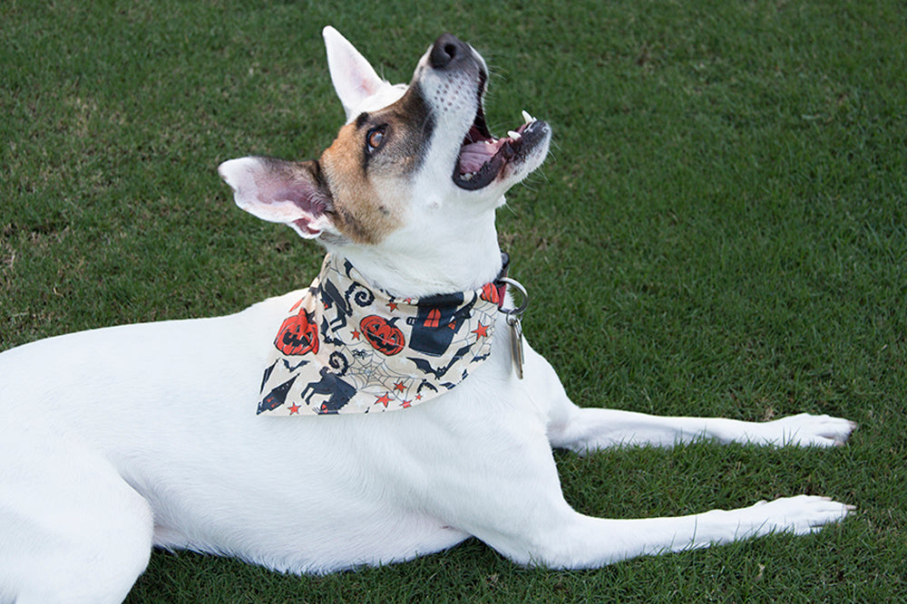 Summer Safety Essentials: Why Your Pet Needs a Bandana