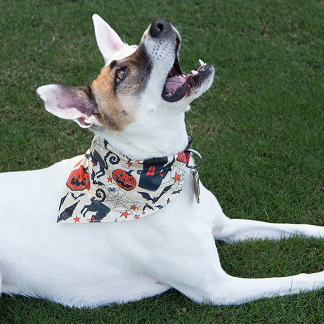 Summer Safety Essentials: Why Your Pet Needs a Bandana