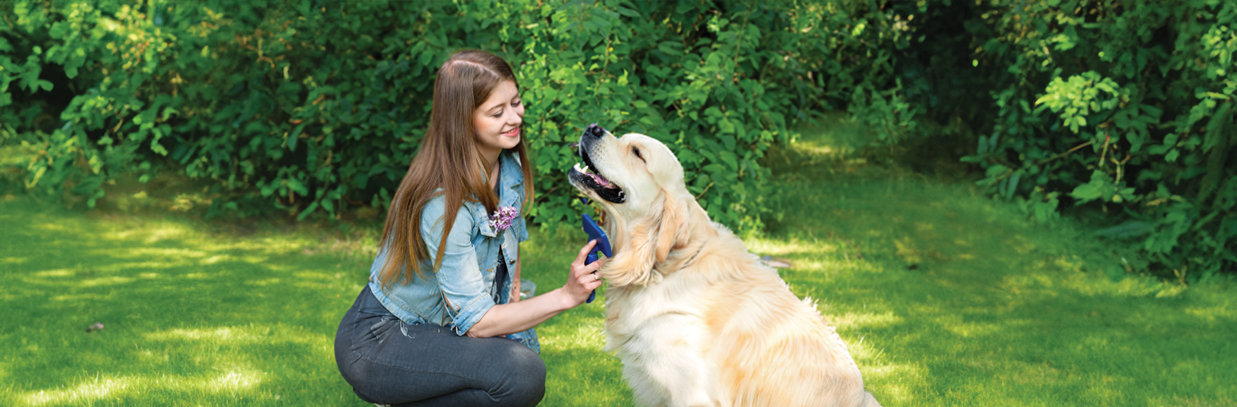 summer pet care