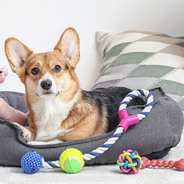 The Joy of Play: Top Interactive Toys for Your Pet