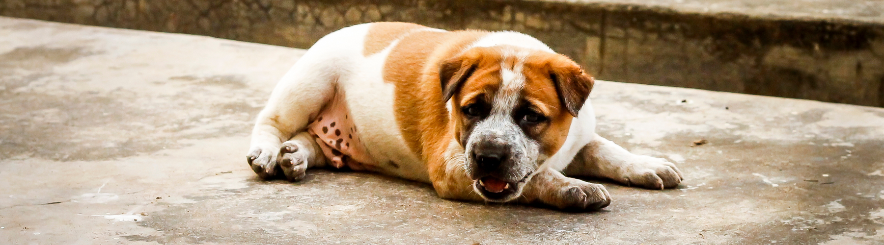 Weight Management: The dangers of obesity in pets