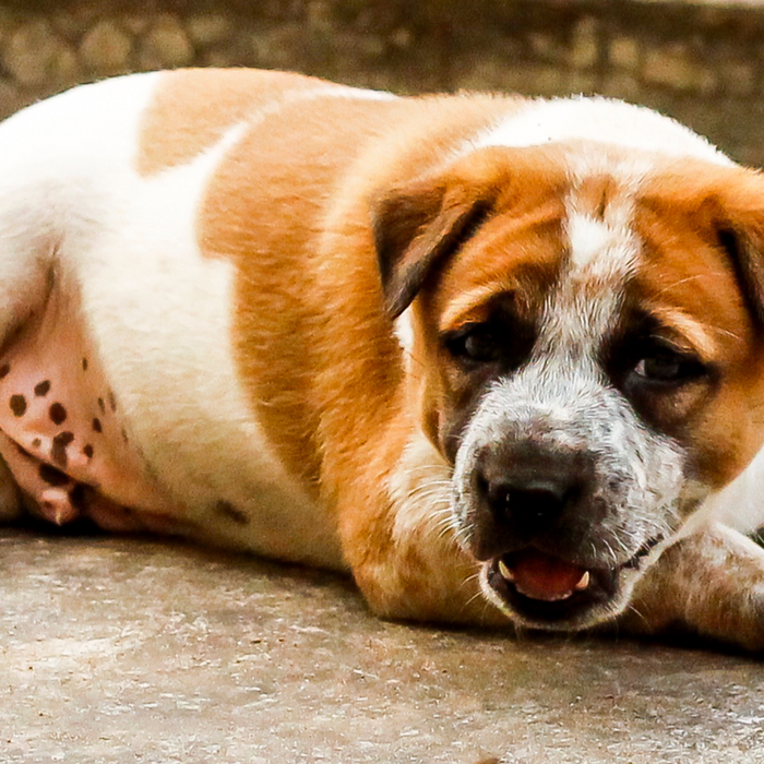 Weight Management: The dangers of obesity in pets