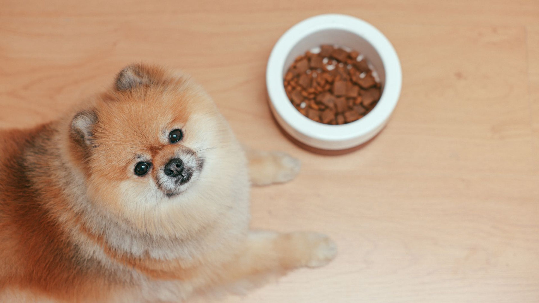From Chocolates to Grapes: Foods That Can Endanger Your Dog's Health