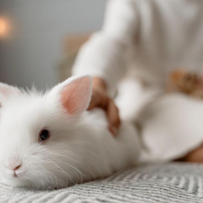 The Ultimate Guide to Taking Care of Your New Bunny