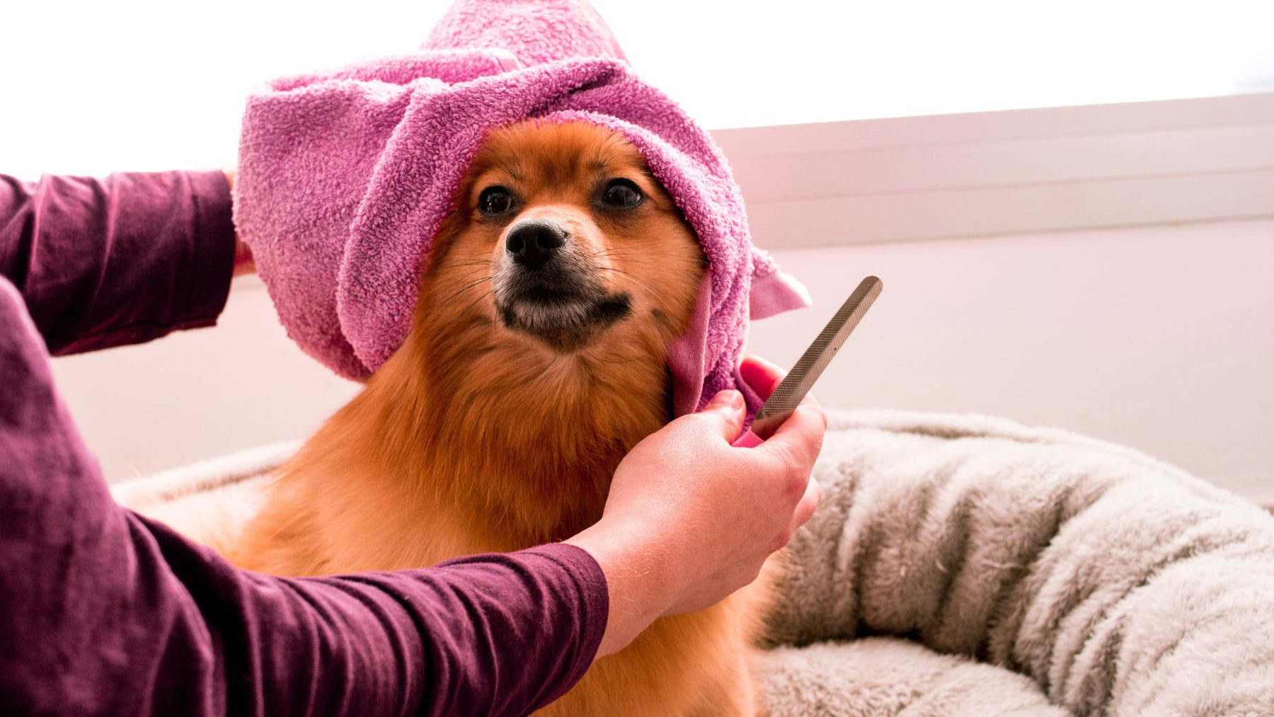 The Ultimate Dog Grooming Guide: Tips for a Clean & Healthy Coat