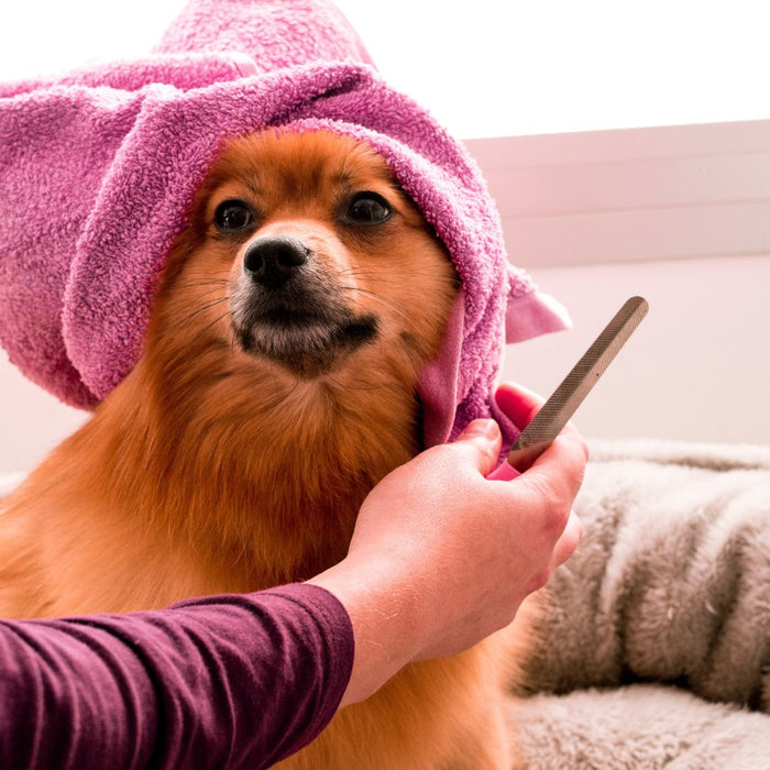 The Ultimate Dog Grooming Guide: Tips for a Clean & Healthy Coat