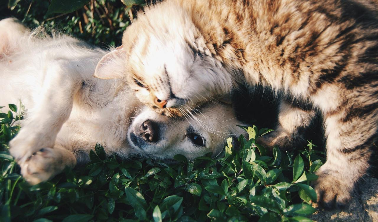 The Introvert Cat vs. The Extrovert Dog: A Personality Typology Based on Jungian Theory