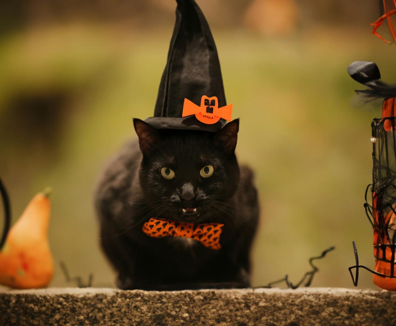 Pet Superstitions Around the World: From Lucky Lizards to Ghost Cats