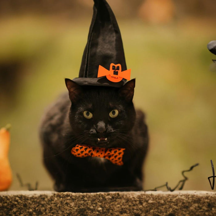 Pet Superstitions Around the World: From Lucky Lizards to Ghost Cats