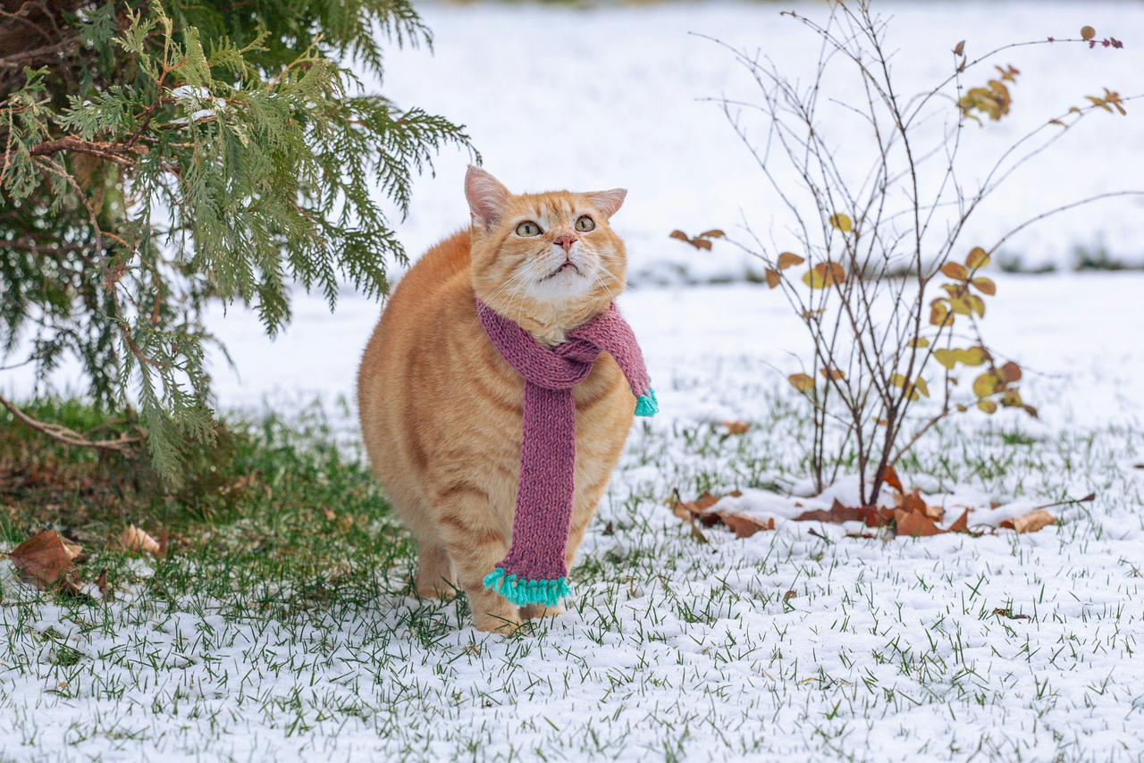 Winter Whisperers: Unique Ways to Keep Your Pets Cozy, Healthy, and Happy This Season