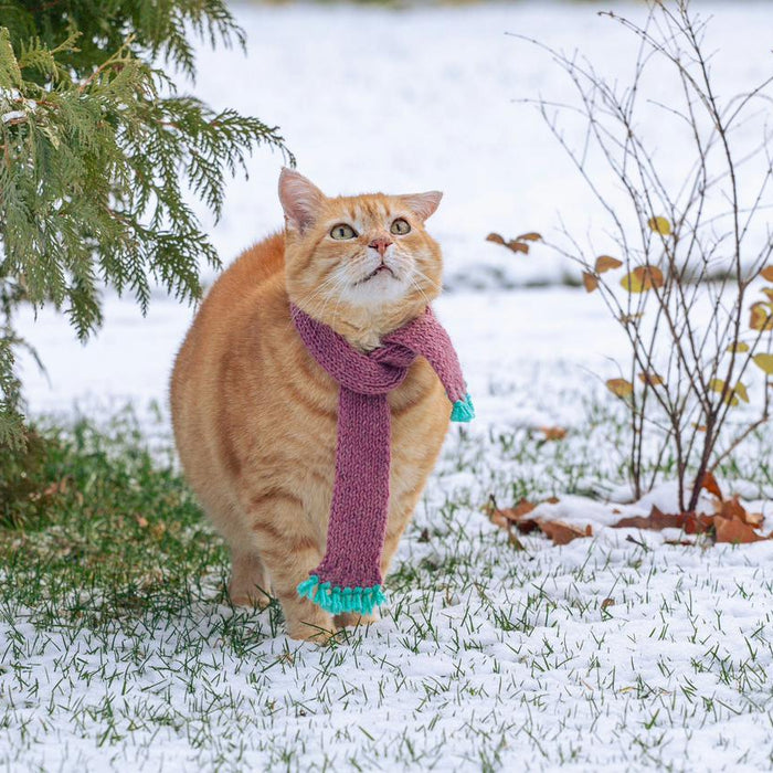 Winter Whisperers: Unique Ways to Keep Your Pets Cozy, Healthy, and Happy This Season