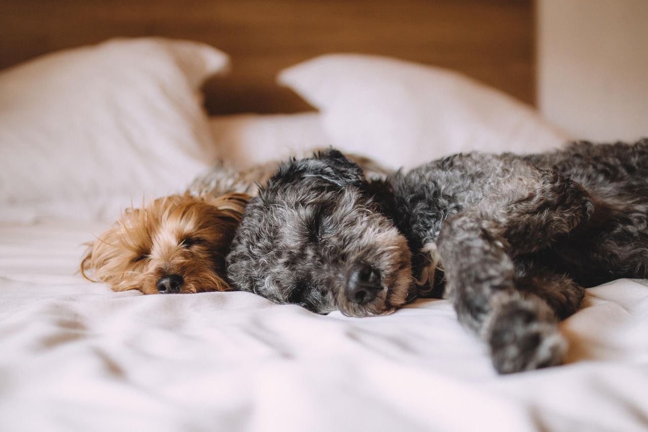 The Nighttime Routine: Creating a Calm Sleep Ritual for Your Pet