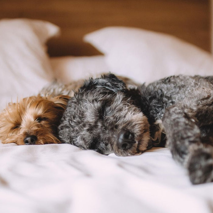 The Nighttime Routine: Creating a Calm Sleep Ritual for Your Pet