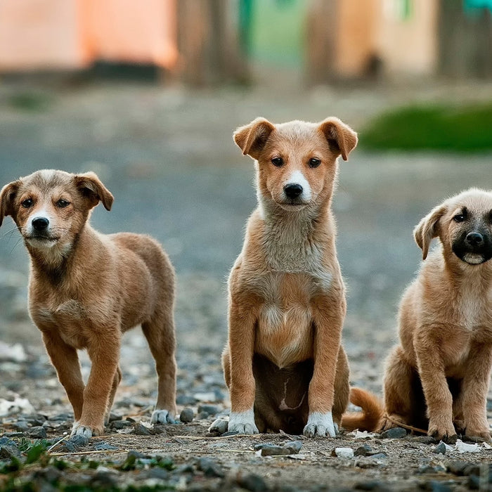 The Journey of Trust: Building An Unbreakable Bond with Your Rescue Dog