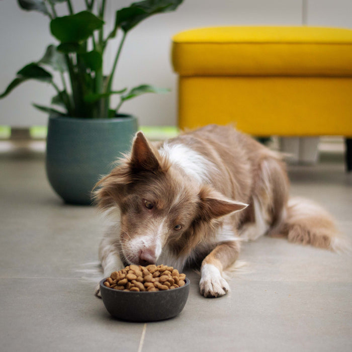 7 Tips to Choose the Best Dog Food For Your Pet
