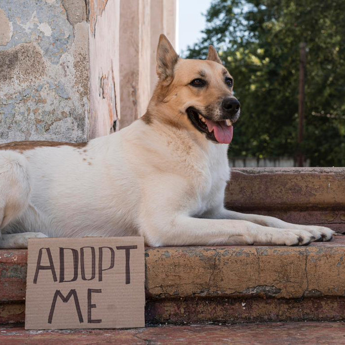Adoption vs Buying: What Responsible Pet Parenting Looks Like