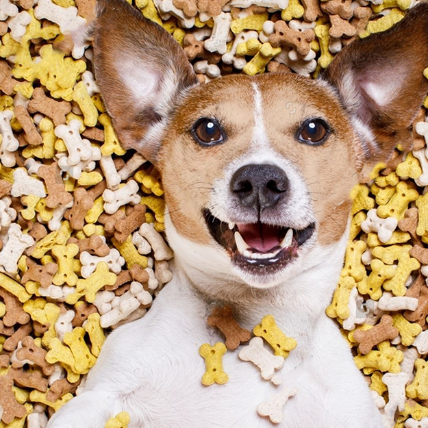 BearHugs Delight: Tail-Wagging Treats for Your Furry Friend