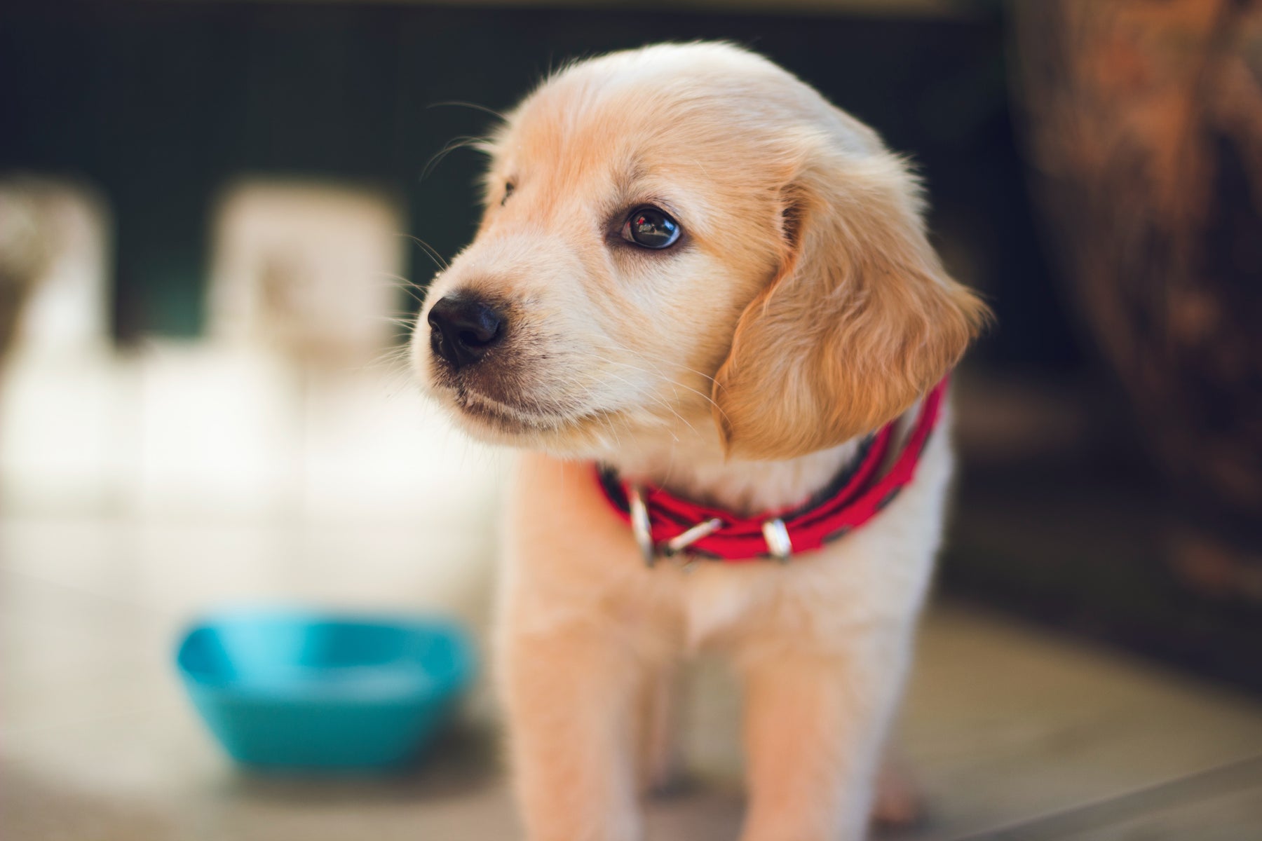 Here’s All You Need to Know About Neutering and Spaying Dogs