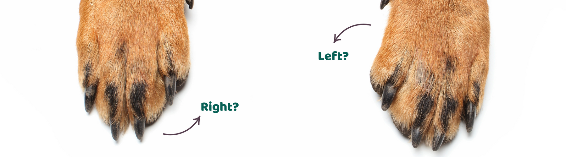 Pawed Is Your Dog Left-Pawed or Right-Pawed? Here’s How to Find Out!