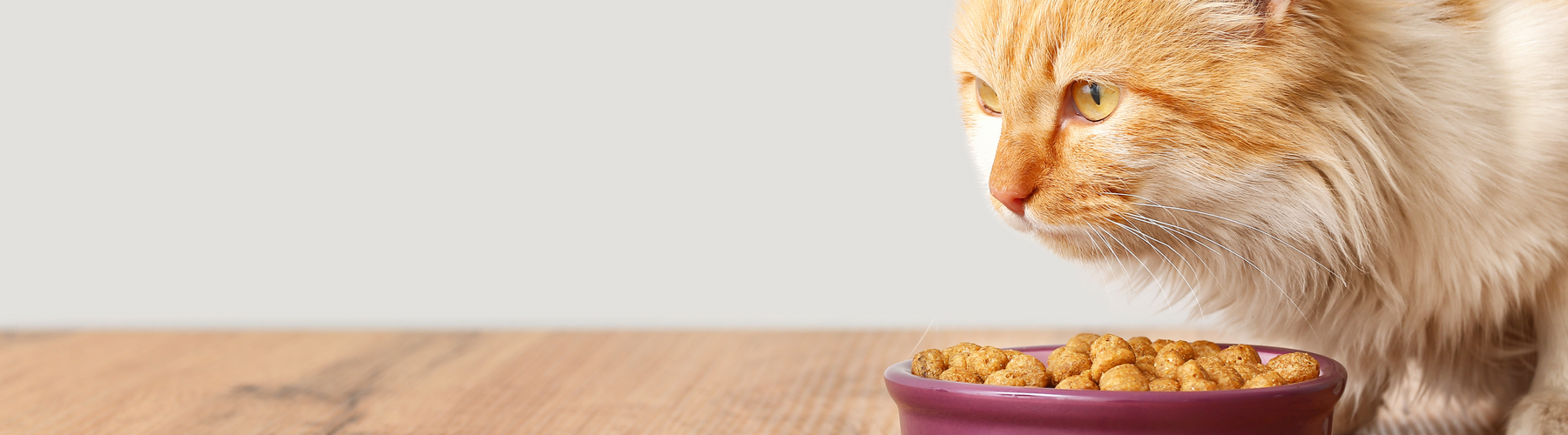 How to Deal with Picky Eaters: For Cats