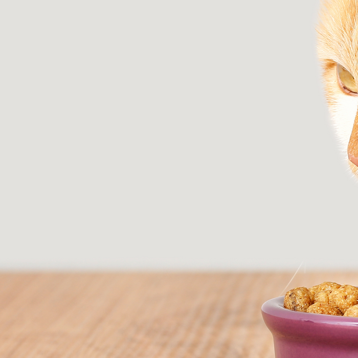 How to Deal with Picky Eaters: For Cats