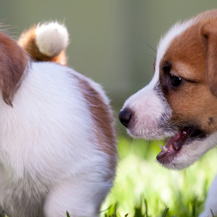 Changing Your Dog’s Diet: From Puppy to Adult