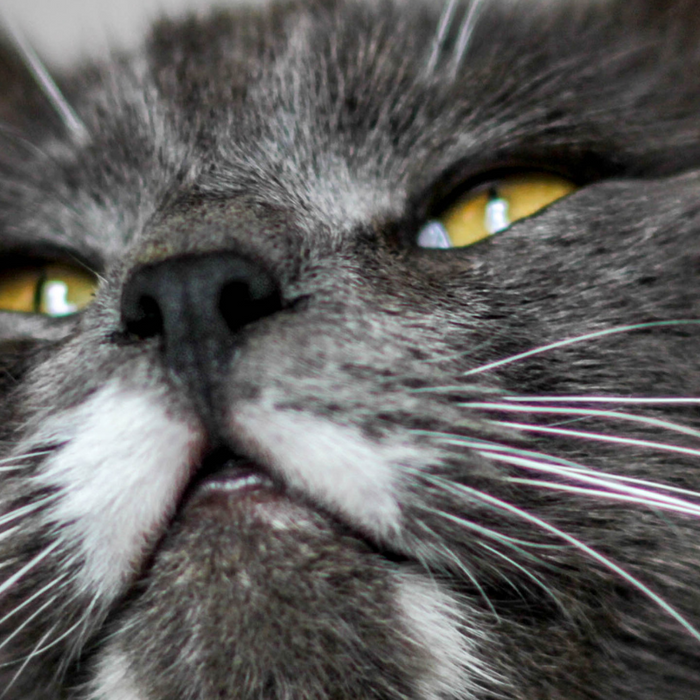 Cats Have Whiskers on the Backs of Their Legs — And It’s Not Random