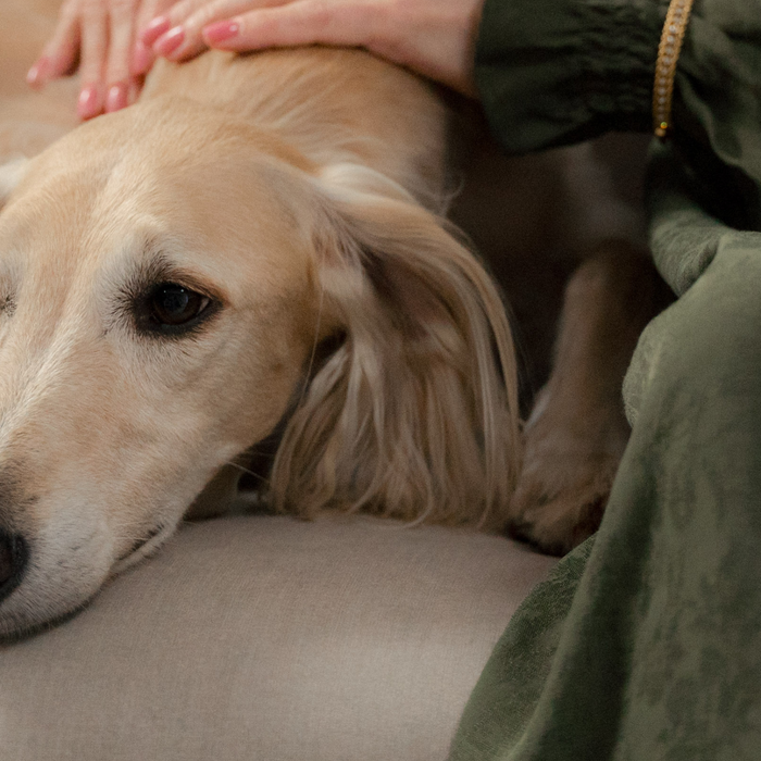 What You Learn About Yourself After 5+ Years With a Pet