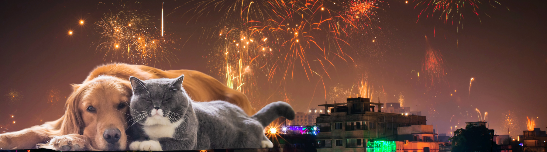 How to Keep Your Pets Safe During Firework Celebrations