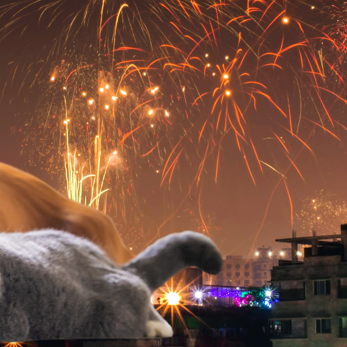 How to Keep Your Pets Safe During Firework Celebrations