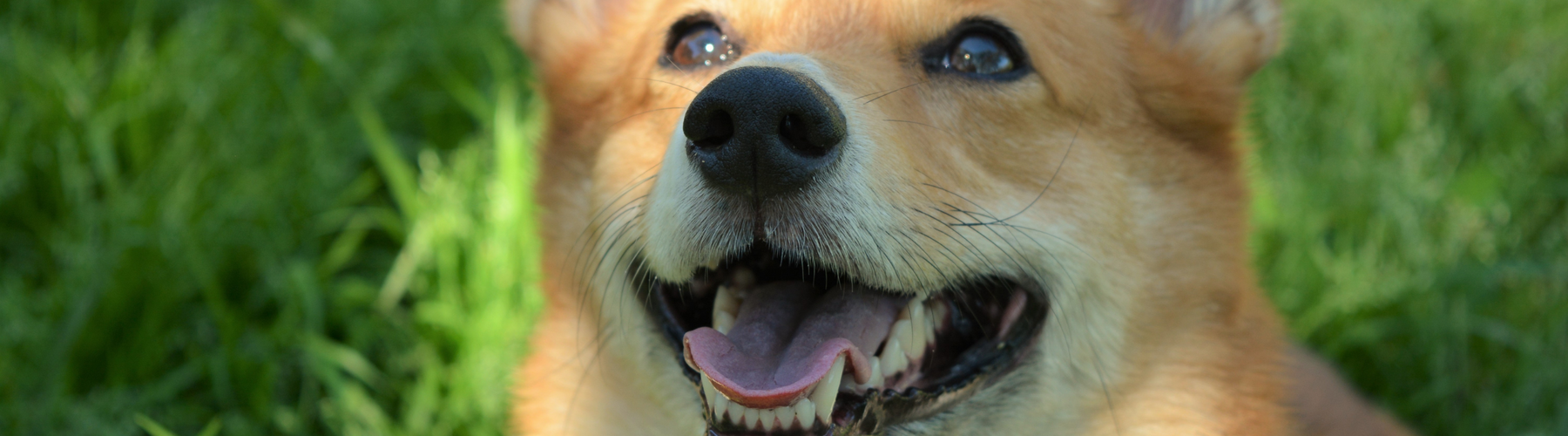 Yes, Your Dog Knows When You’re Smiling