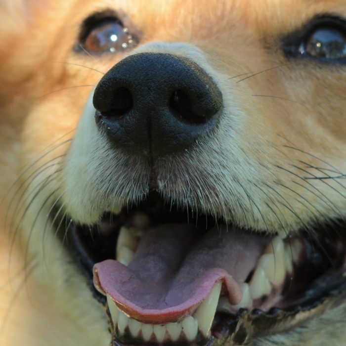 Yes, Your Dog Knows When You’re Smiling