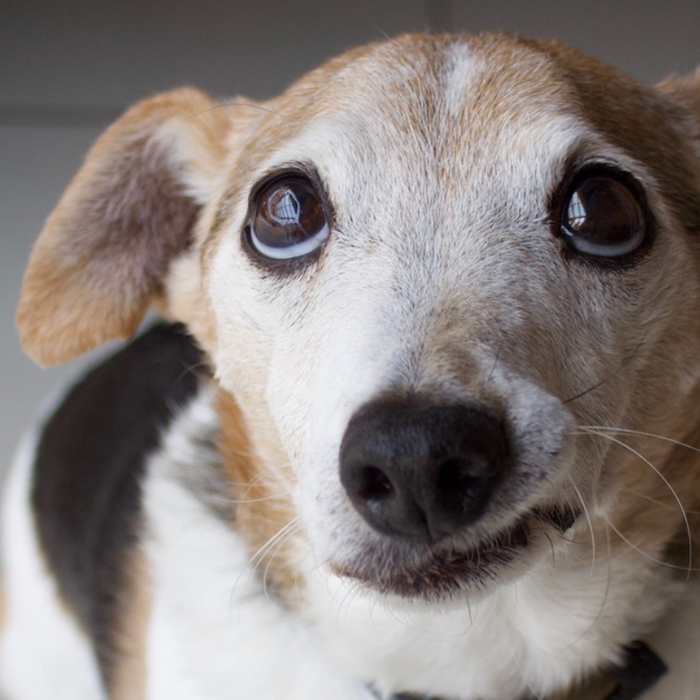 “He’s not aggressive, he’s anxious” -The rise of misunderstood pets