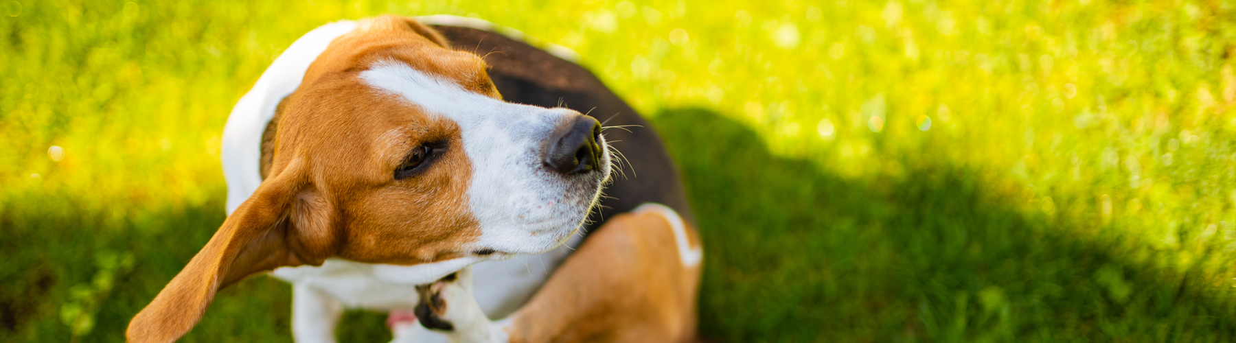 Identifying and Managing Food Allergies in Dogs