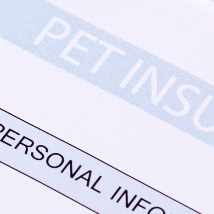 Pet Insurance : Is It Worth the Investment?