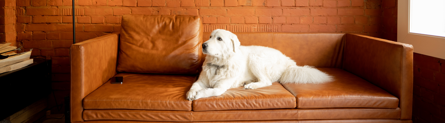 Gentle Ways to Teach Your Pet Boundaries at Home