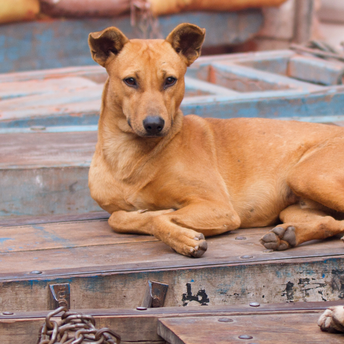 Street dog etiquette: What pet parents can learn from community caregivers