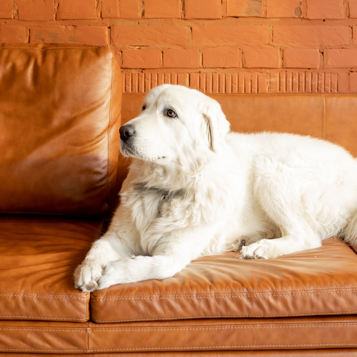 Gentle Ways to Teach Your Pet Boundaries at Home