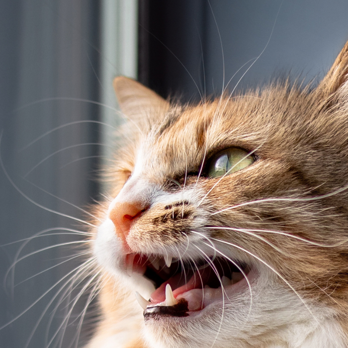 Cats Can “Chirp” to Get Your Attention