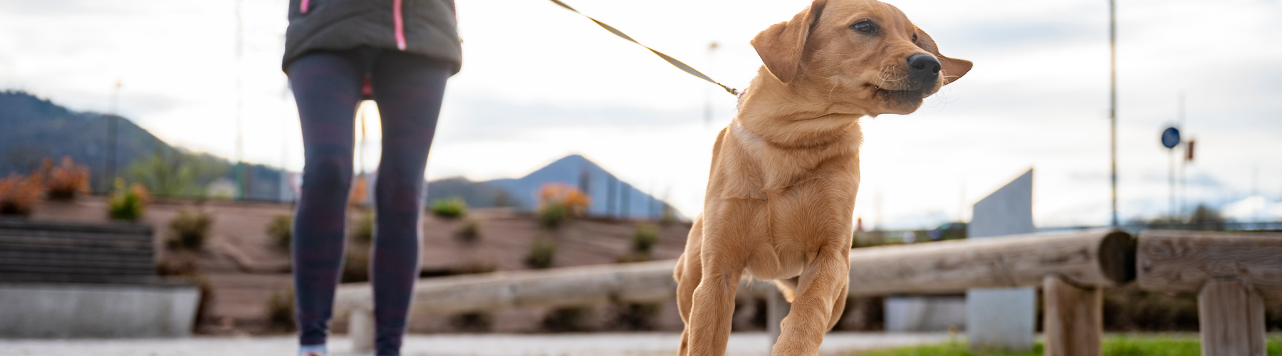 Can This One Word Stop Your Dog from Pulling on the Leash?