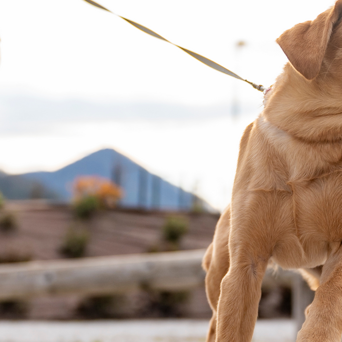 Can This One Word Stop Your Dog from Pulling on the Leash?