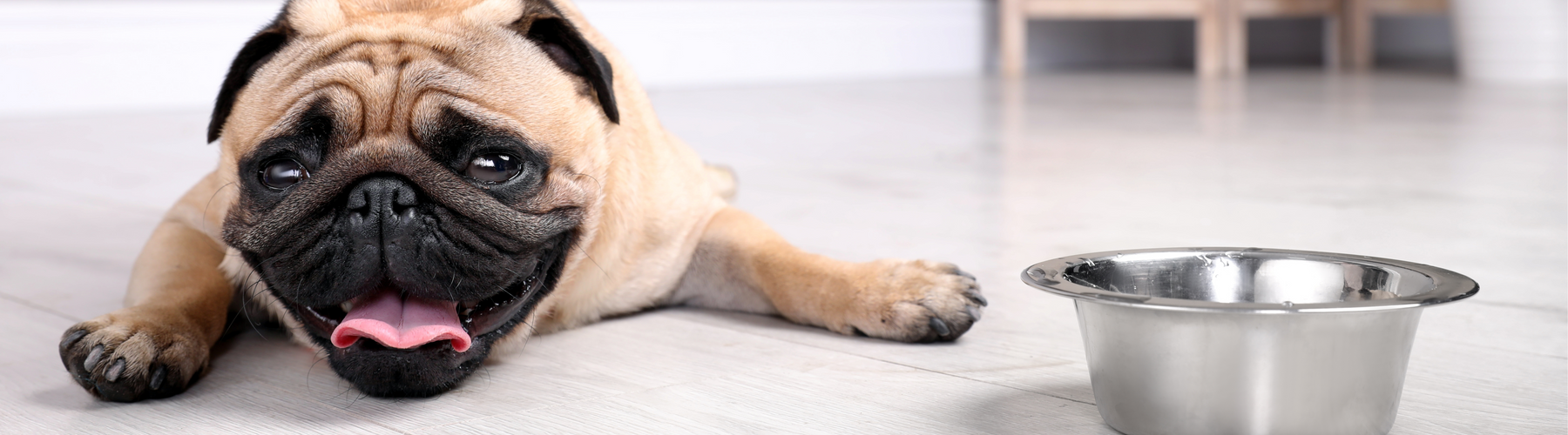 Spotting Dehydration in Pets: Signs and Solutions