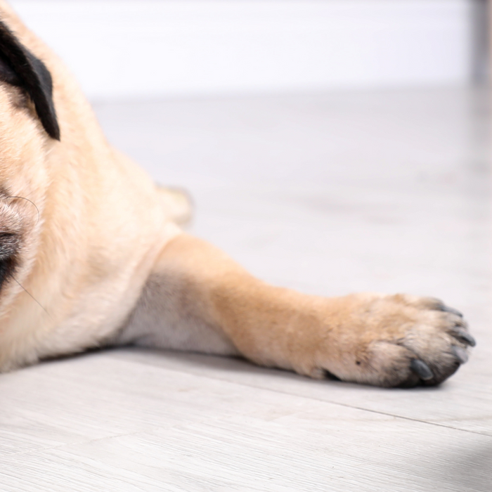 Spotting Dehydration in Pets: Signs and Solutions