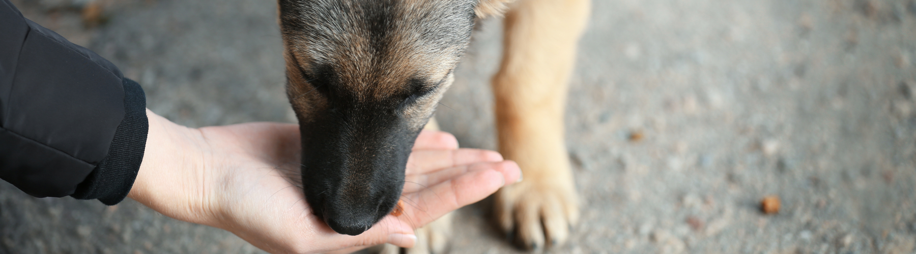 Community Dogs Remember Where They Were Fed — And Here’s Why