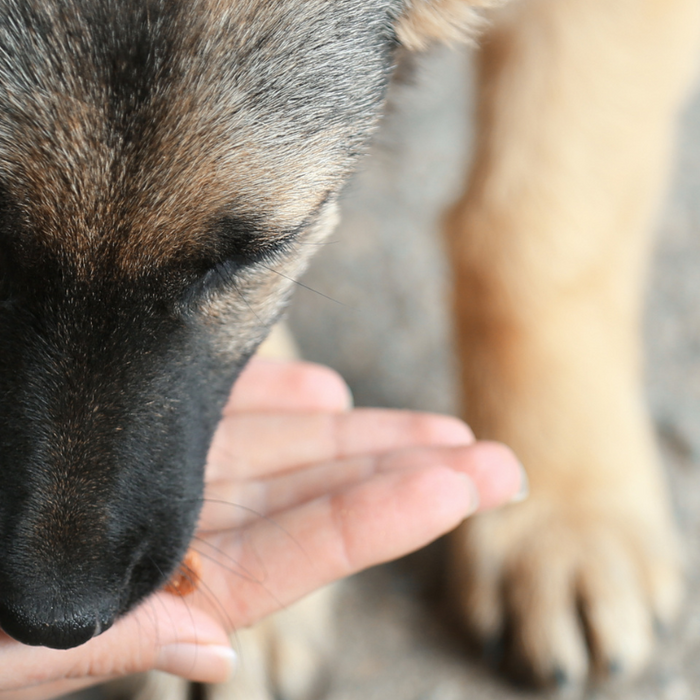 Community Dogs Remember Where They Were Fed — And Here’s Why