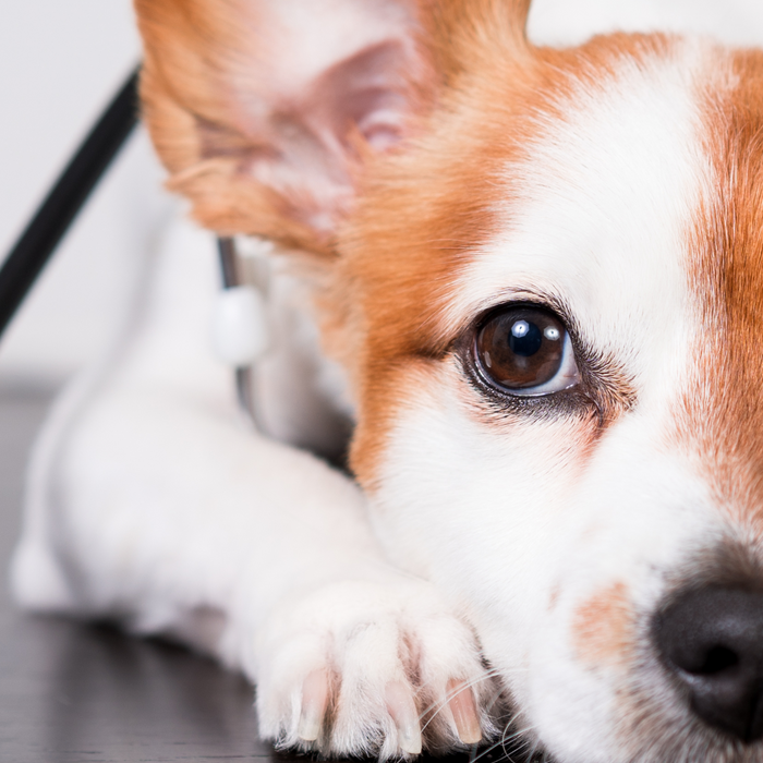 Common Pet Health Myths and the Truth Behind Them