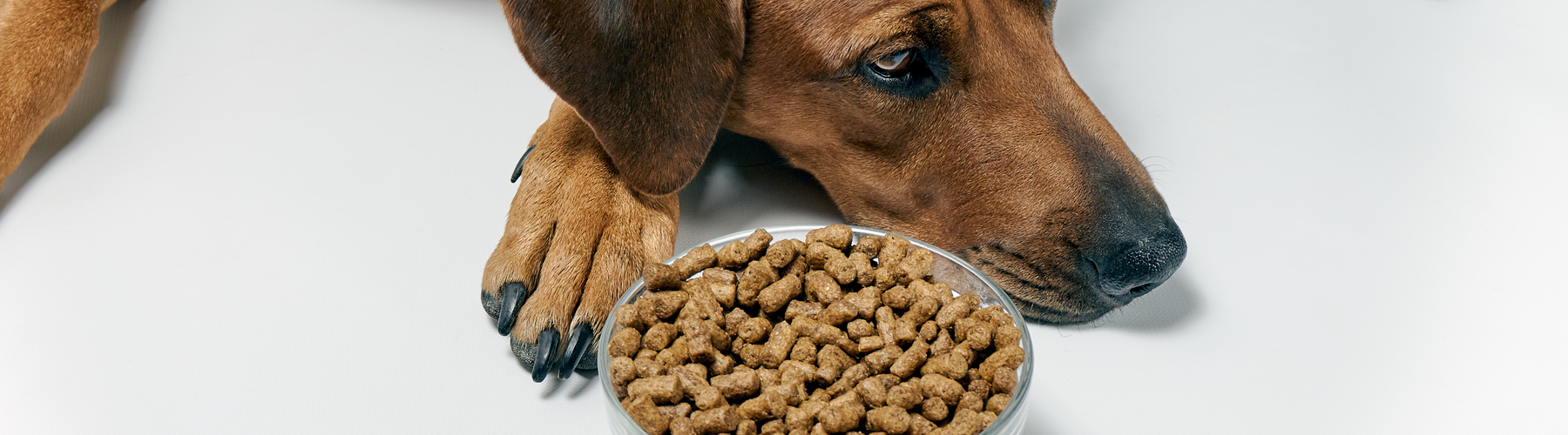 Wet Food vs. Dry Kibble: What’s Easier for Your Pet to Digest